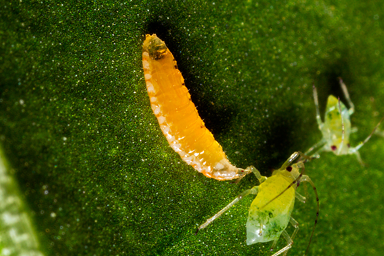 “How-to” Video of the Week: Checking the Quality of Predatory ...