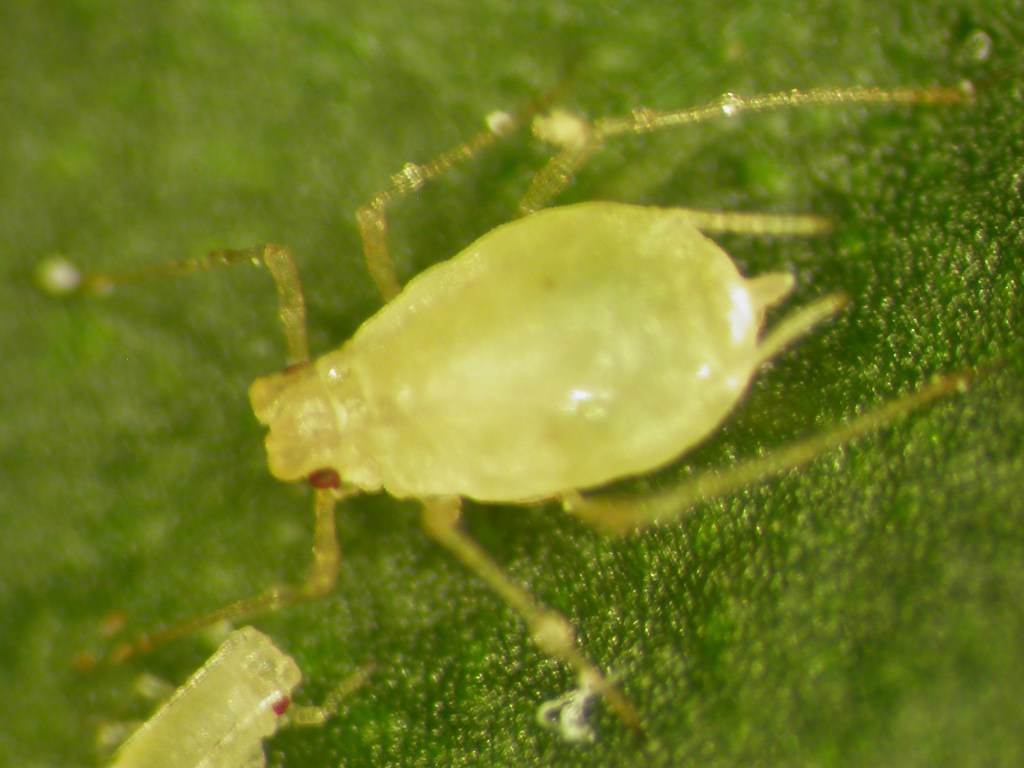 Aphicide Awareness: Reports of Phytotoxicity on Ornamentals ...